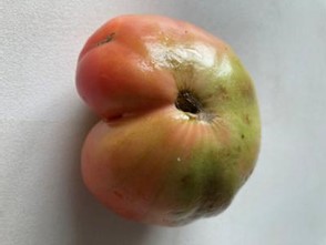neusrot bij tomaten