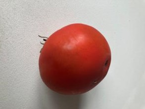 zwarte vlek tomaat