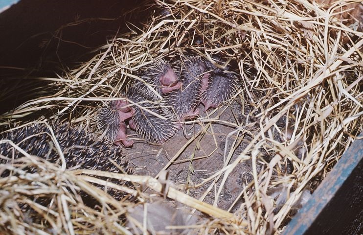 Egels gebruiken hun schuilplaats vaak als plaats om hun jongen te werpen.