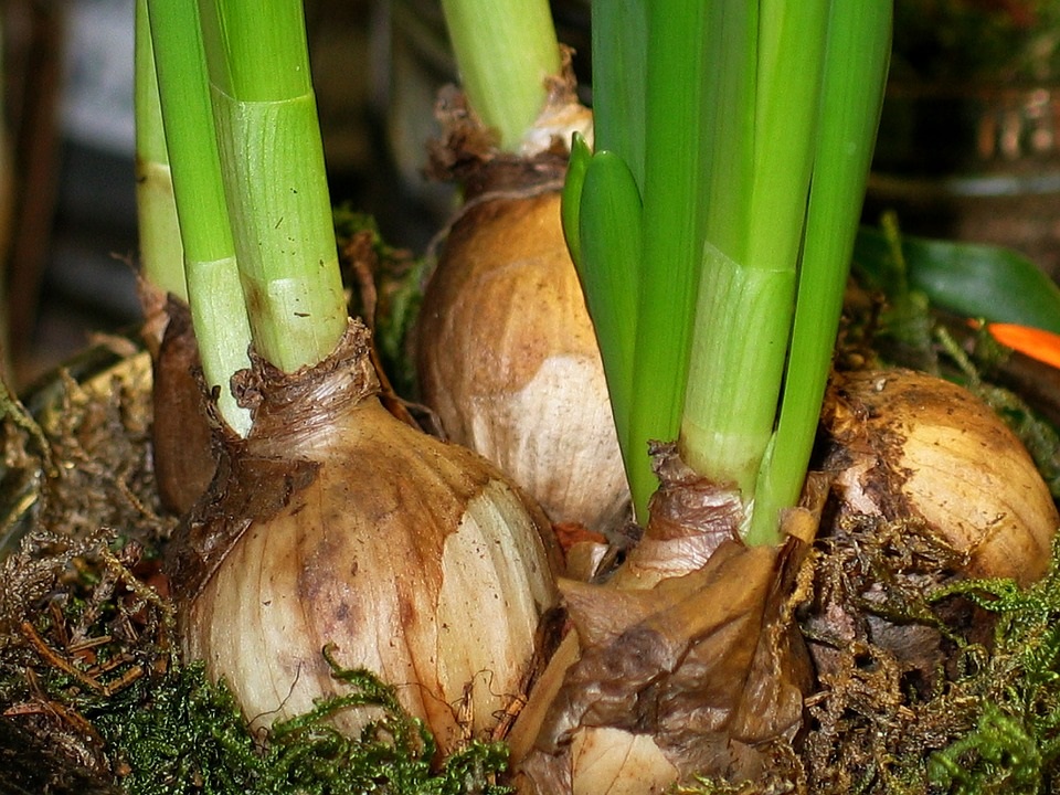 Vaak worden narcisbollen wat hoger in de aarde geplant waarbij de oppervlakte van de pot met mos wordt afgewerkt. 