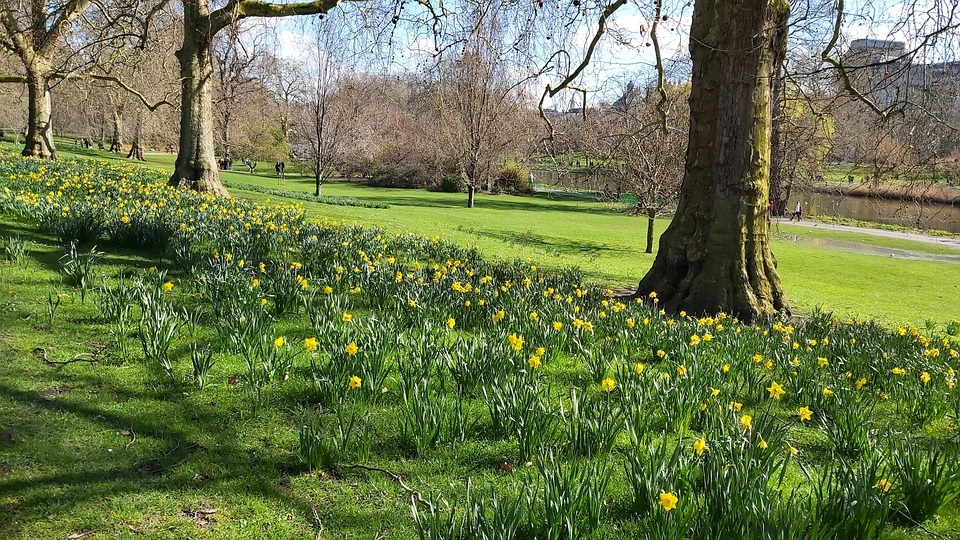 Veel narcissen samen geven dit park kleur in het begin van de lente.