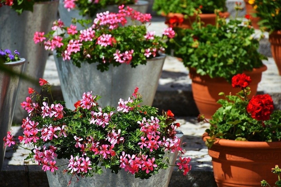 Bloempotten met uitbundig bloeiende planten zijn een lust voor het oog, maar vereisen wel het nodige onderhoud.