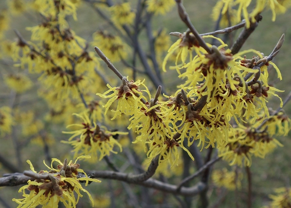 De gele bloemen van de Toverhazelaar geven het winterse landschap meteen kleur