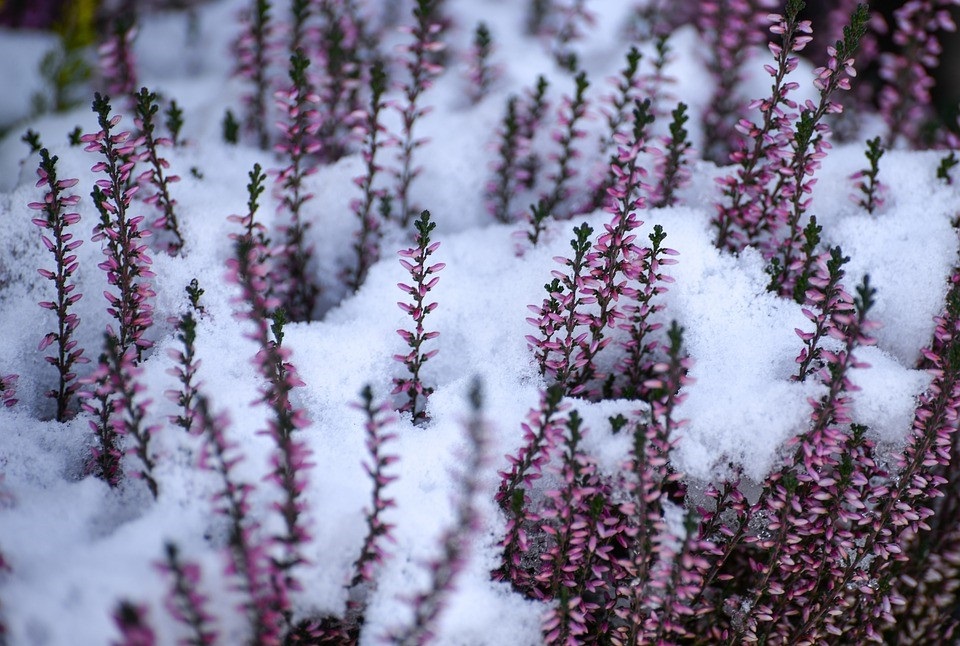 De paarse bloemetjes van de winterheide vormen een fraai kleurcontrast met de witte sneeuw