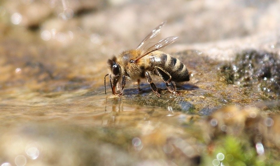 Een bijenbad zorgt ervoor dat bijen tot bij het water kunnen komen, zonder het risico te lopen om te verdrinken.