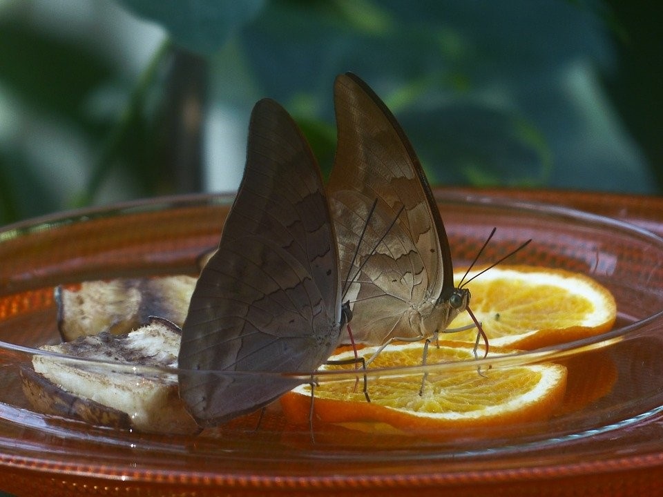 Een drinkschaaltje met water en stukjes rottend fruit vormen een waar paradijsje voor vlinders