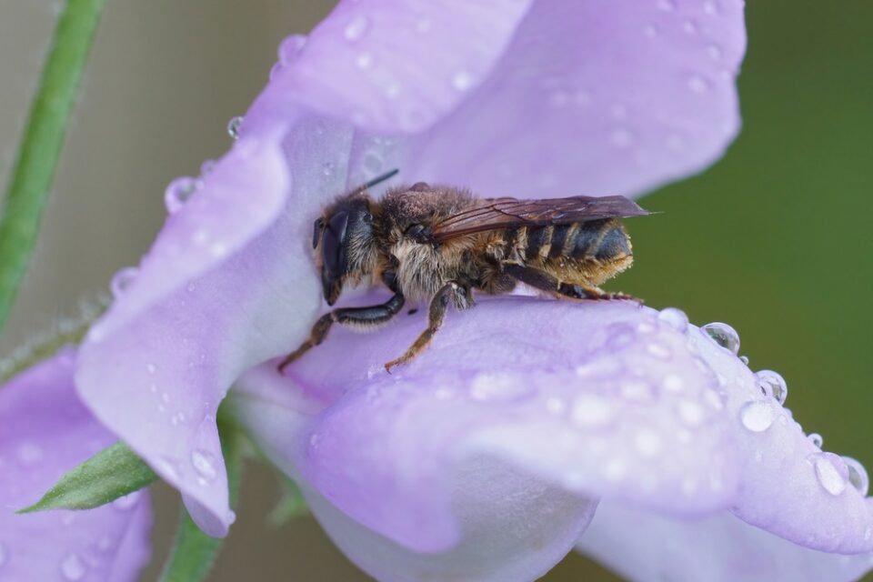 Hoe en waarom je bijen kan aantrekken in je tuin