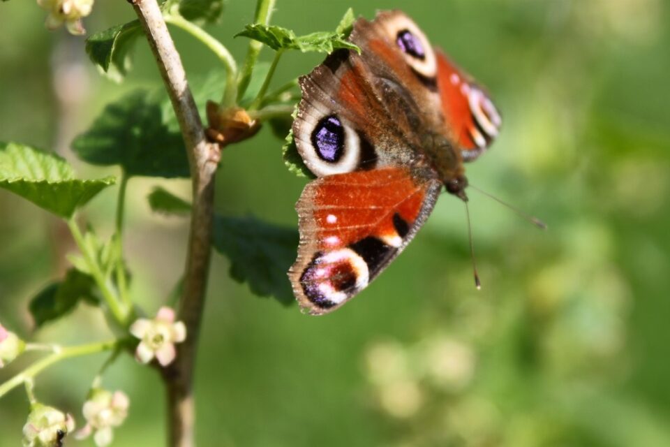 Vlinders aantrekken in je tuin: hoe doe je dat?