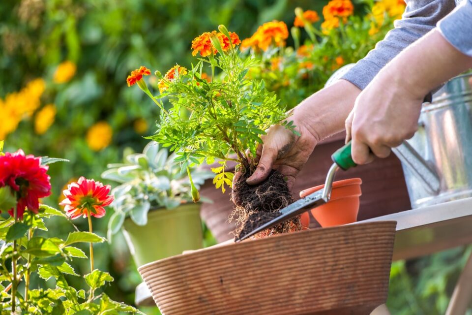 Tips voor een gezonde en bloeiende tuin