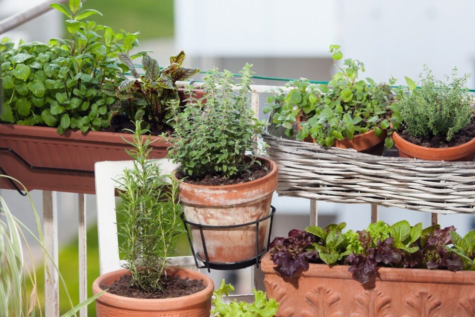 Zo leer je hoe je kruiden uit je eigen tuin op ambachtelijke wijze kunt verwerken