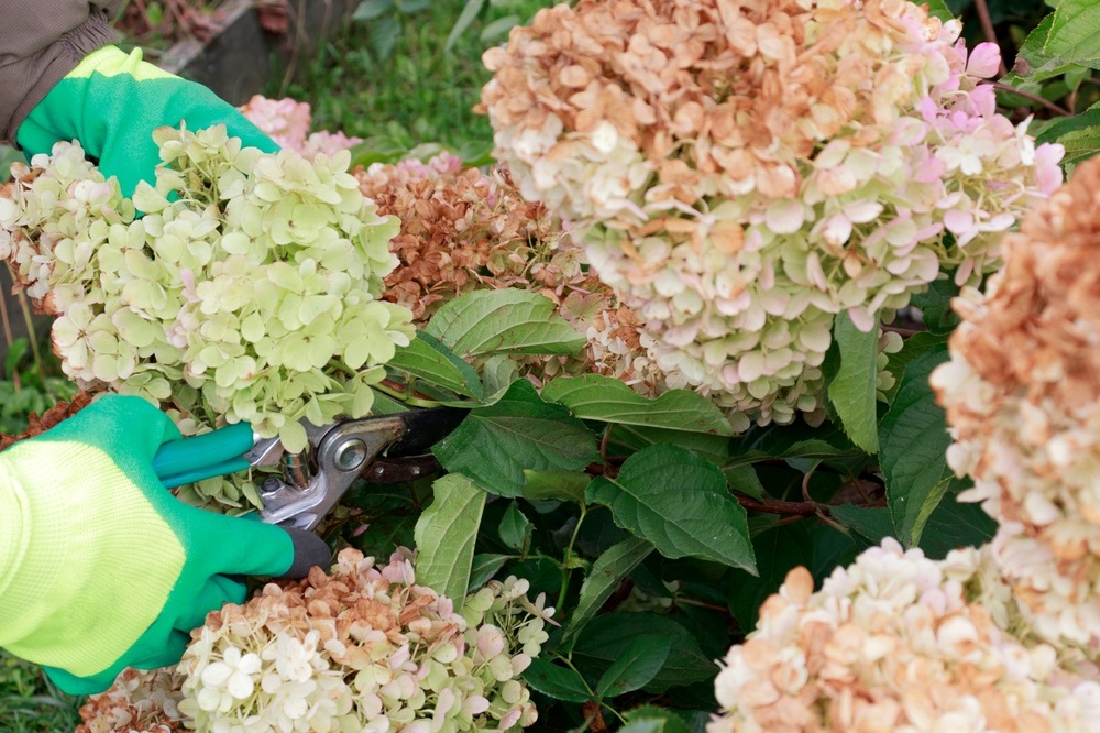 Tips voor het behoud van gezonde hortensia's na het snoeien