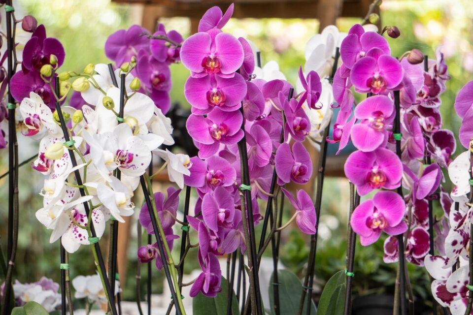 Een orchidee snoeien - zo pak je dat aan