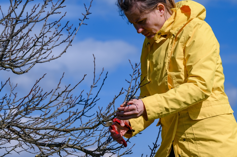Nazorg na het snoeien van een pruimenboom: bemesting en verzorging
