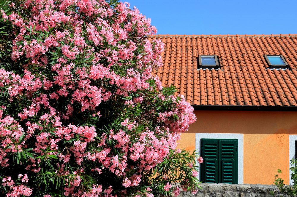 Oleander snoeien voor bevordering van bloei: stimuleer prachtige bloemen