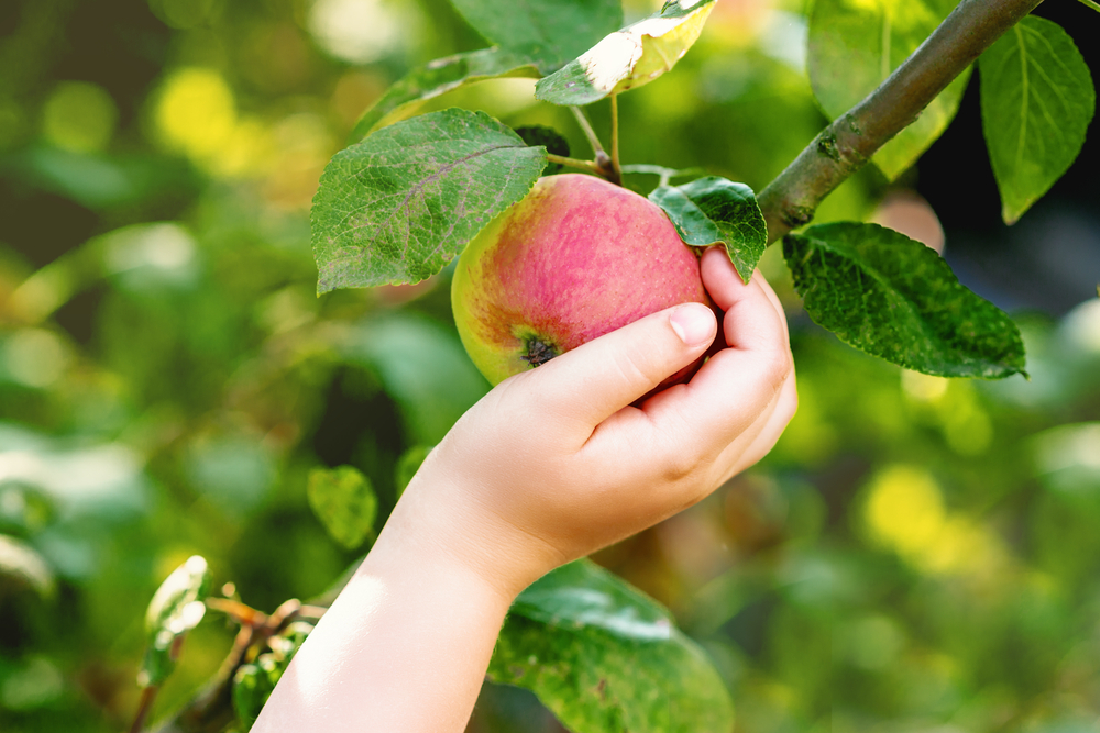 Onderhoud van je appelboom na het snoeien: tips voor gezondheid en regeneratie