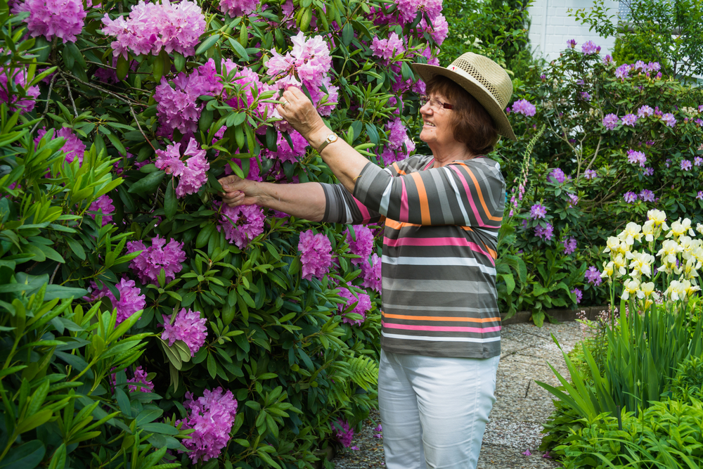 Tips voor het snoeien van verschillende soorten Rhododendrons