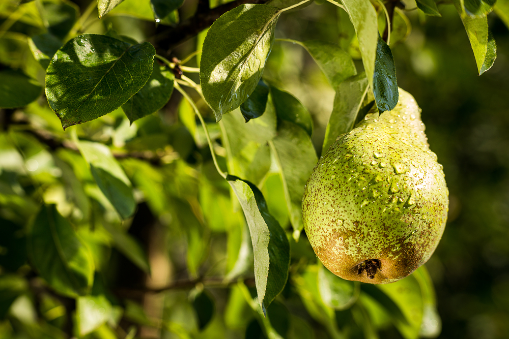 De voordelen van regelmatig snoeien van een perenboom