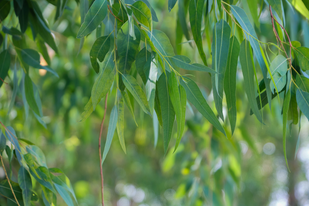 Eucalyptus snoeien in verschillende seizoenen: tips voor elk seizoen