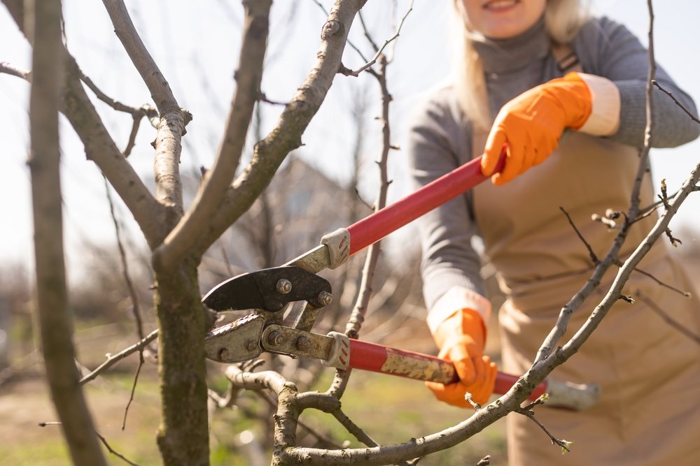 Praktische adviezen voor het snoeien van volgroeide notenbomen