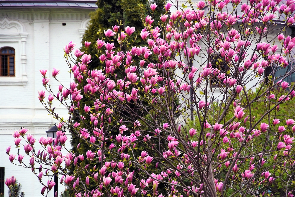Wat is beter magnolia snoeien of niet snoeien?