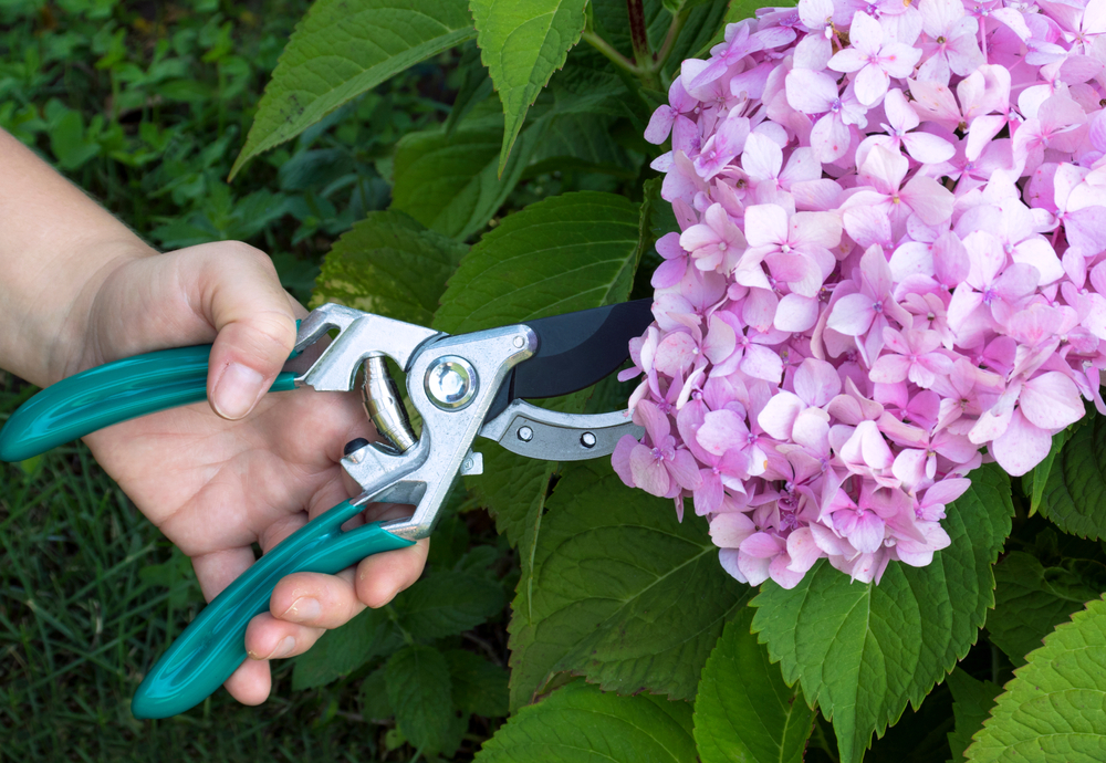 Snoeien voor kleurverandering: hoe beïnvloedt snoeien de bloemkleur van hydrangea's